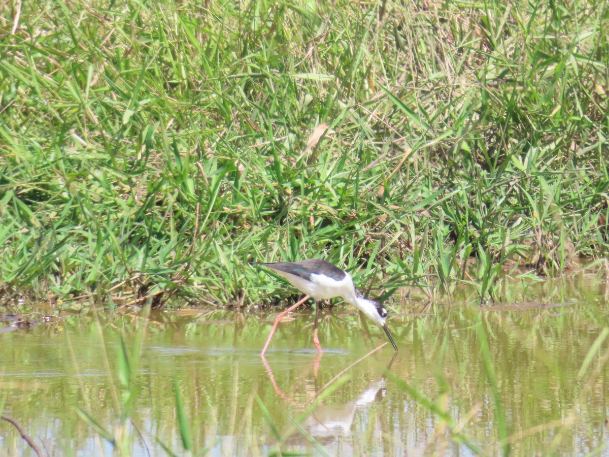 Black-necked Stilt - ML614196845