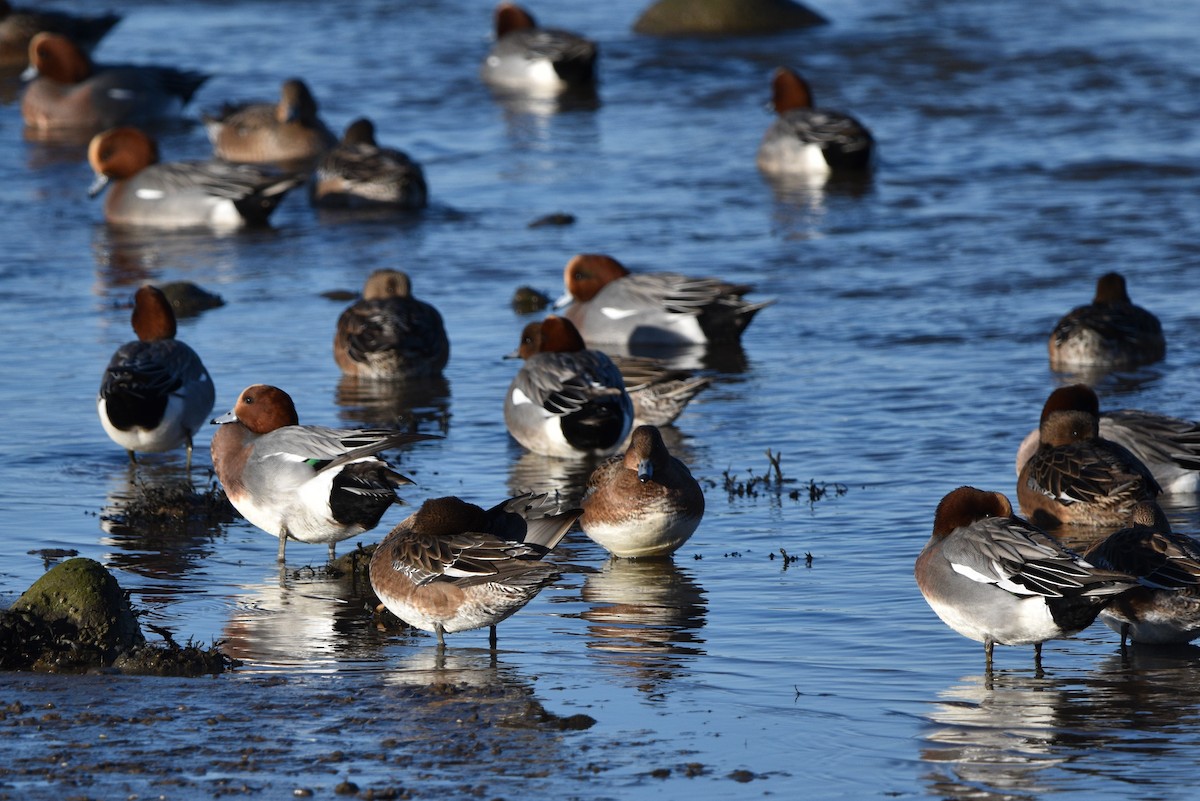 Eurasian Wigeon - Ian Thomson