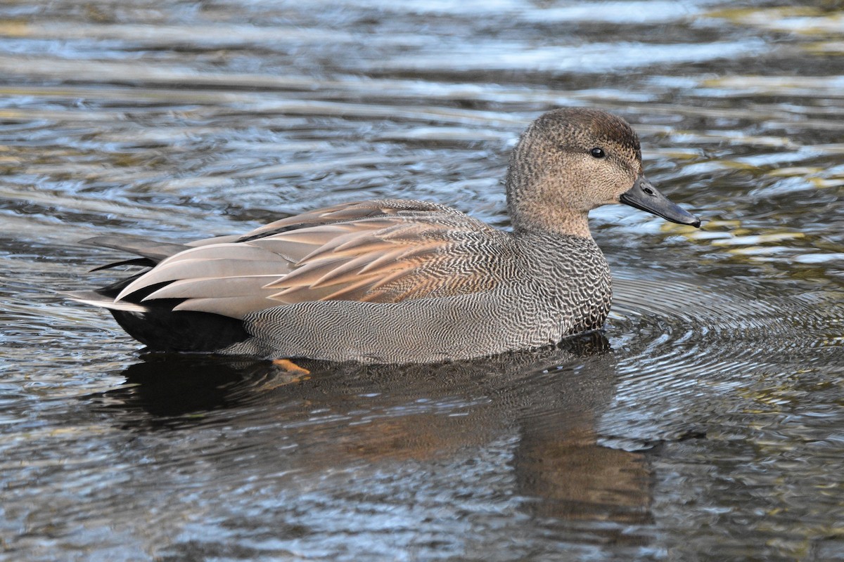 Gadwall - Ian Thomson