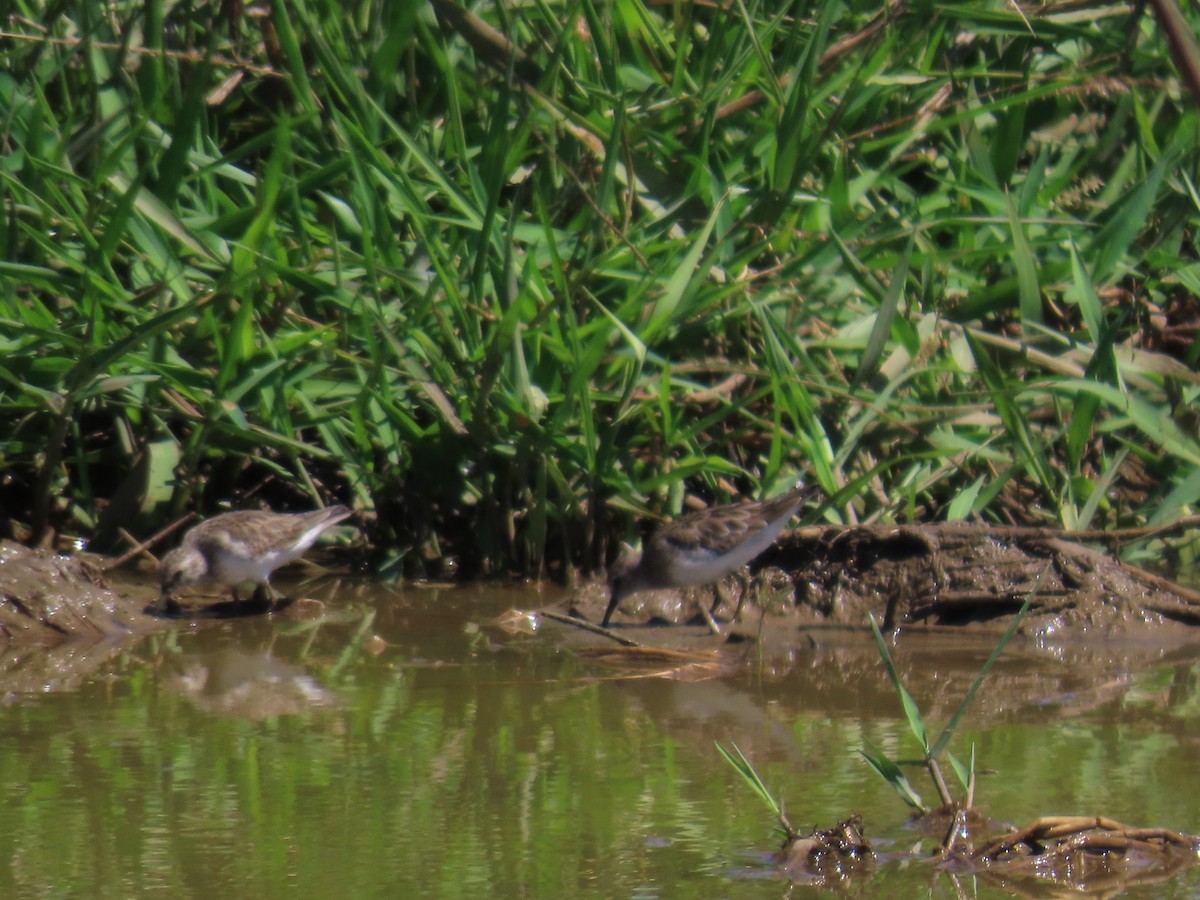 pygmésnipe - ML614196876