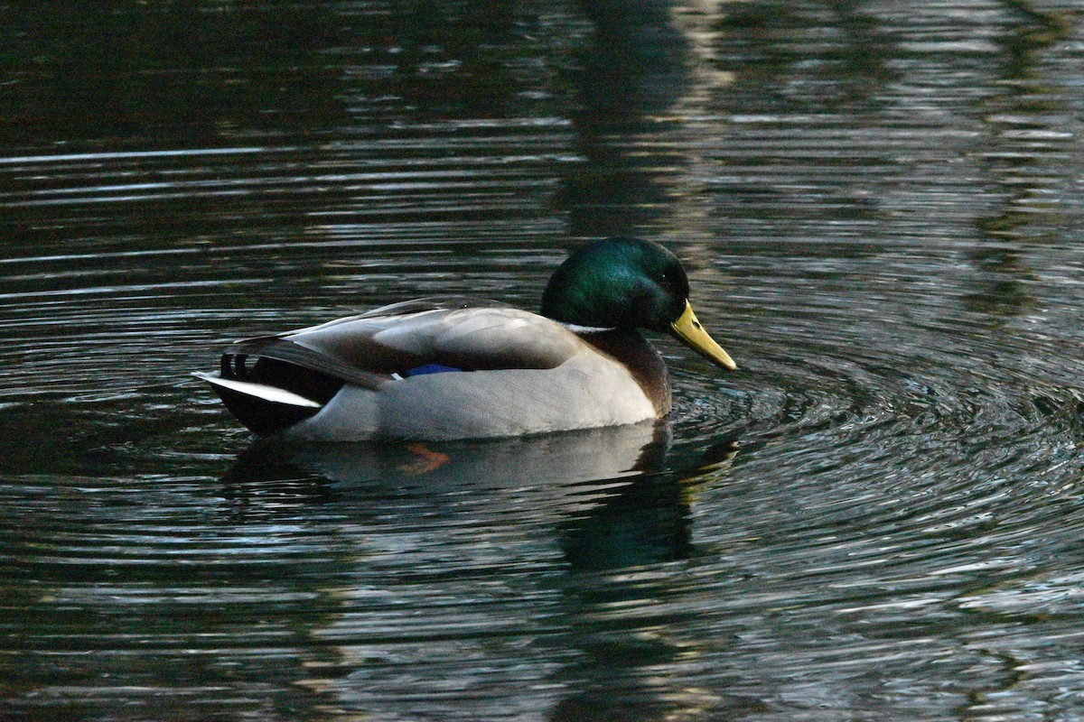 Mallard - Ian Thomson