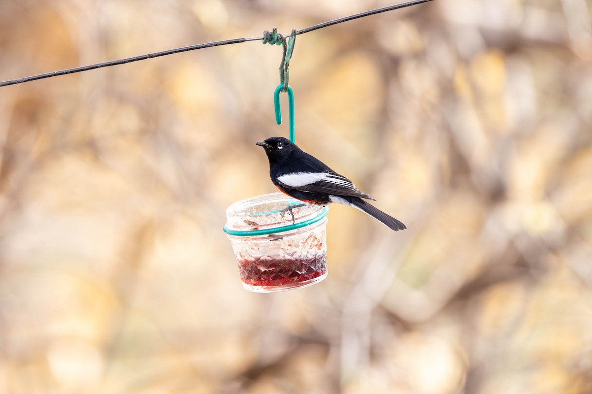 Painted Redstart - ML614196889