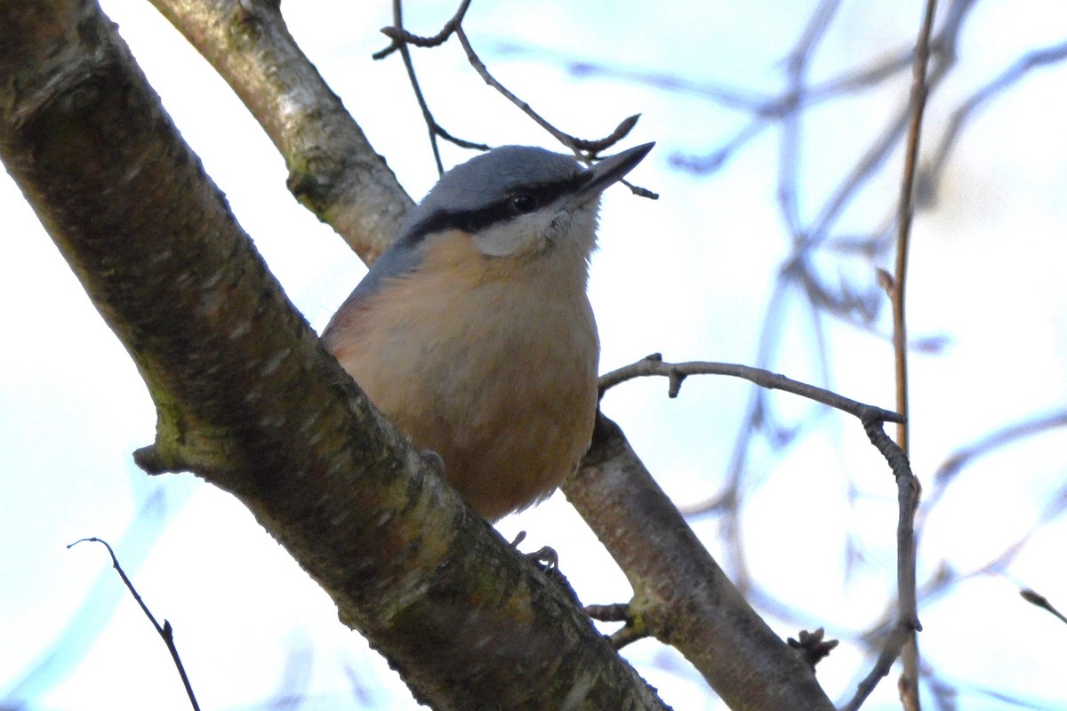 Eurasian Nuthatch - ML614196909