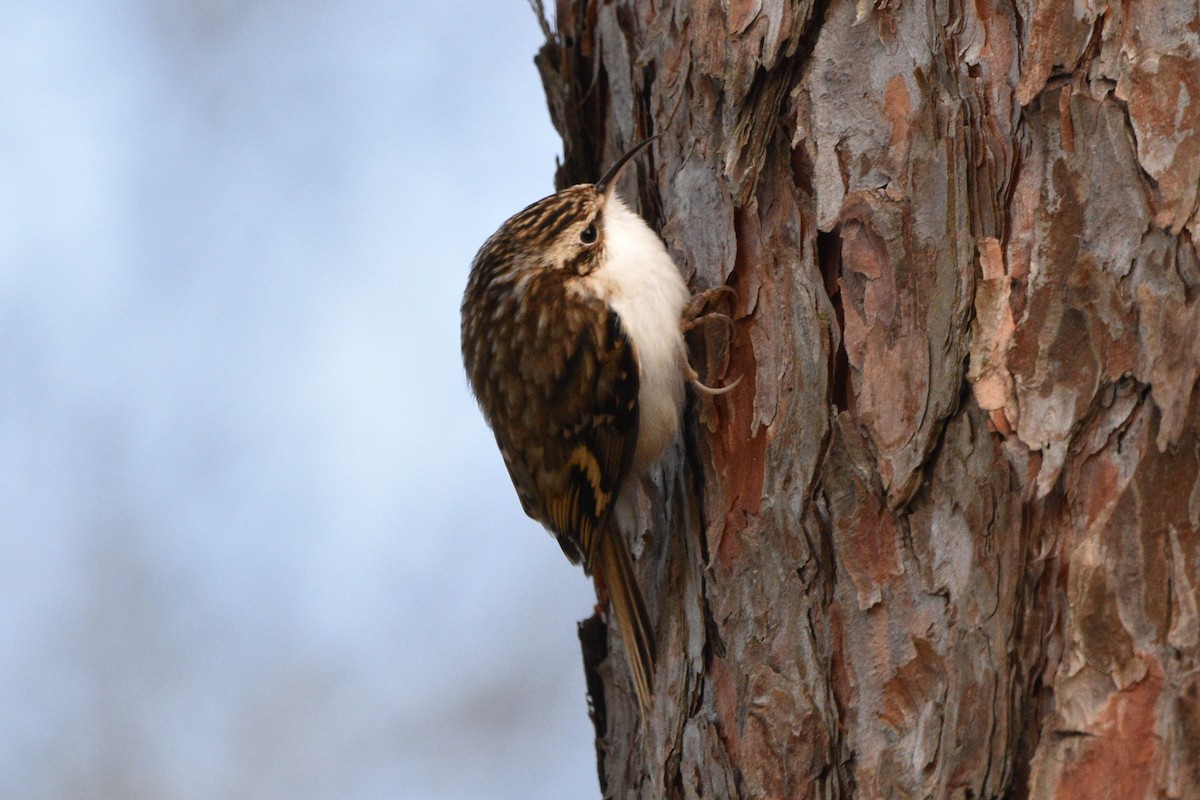 Eurasian Treecreeper - Ian Thomson