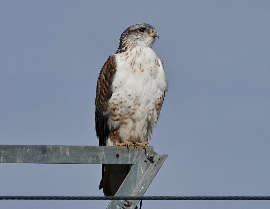 Ferruginous Hawk - ML614197026