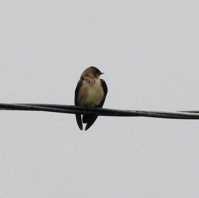 Southern Rough-winged Swallow - ML614197031