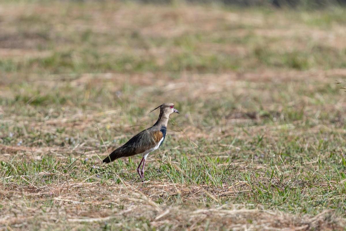 Southern Lapwing - ML614197049