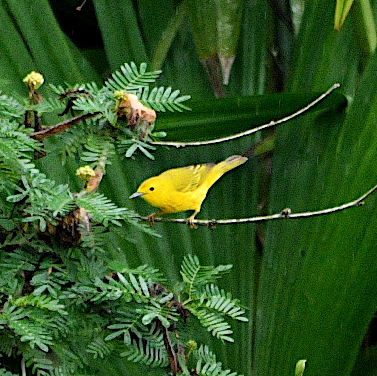 Yellow Warbler - ML614197052