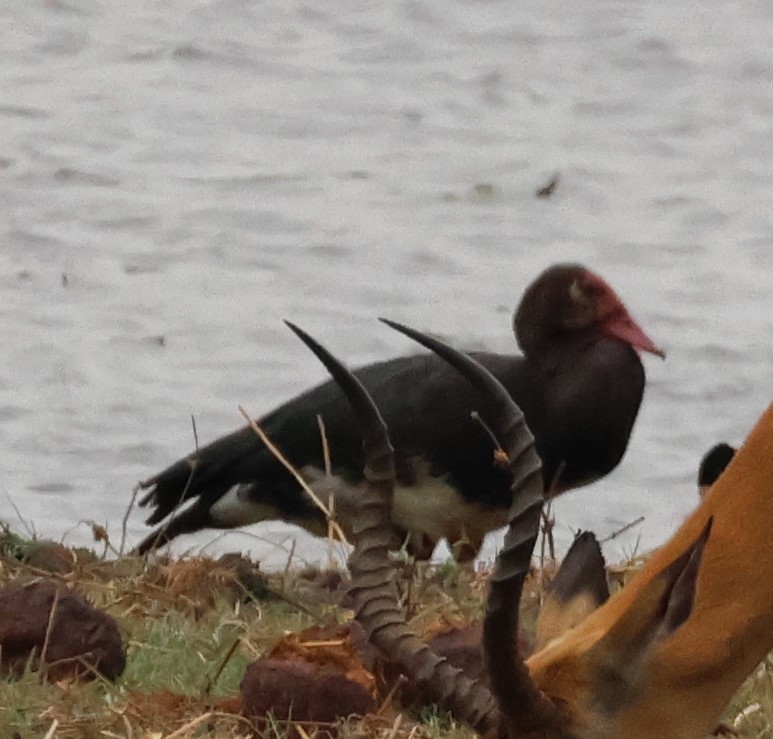 Spur-winged Goose - ML614197077