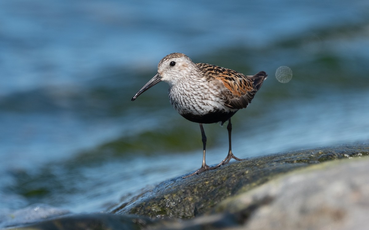 Dunlin - ML614197082