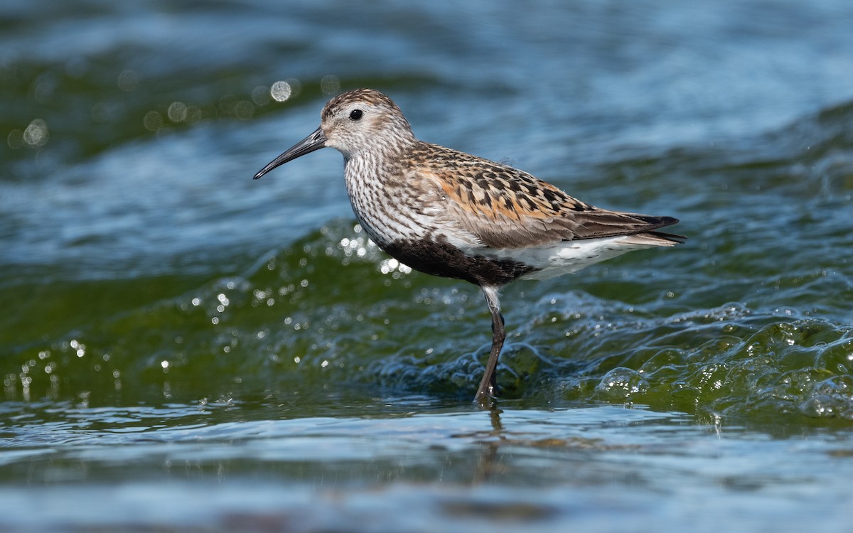 Dunlin - ML614197083