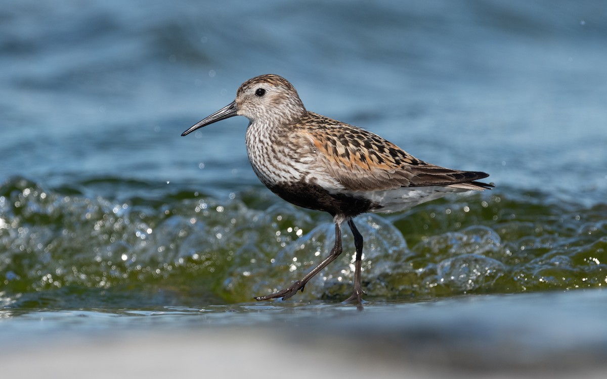 Dunlin - ML614197086