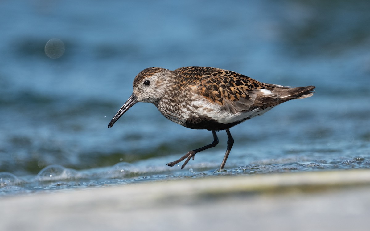 Dunlin - ML614197087