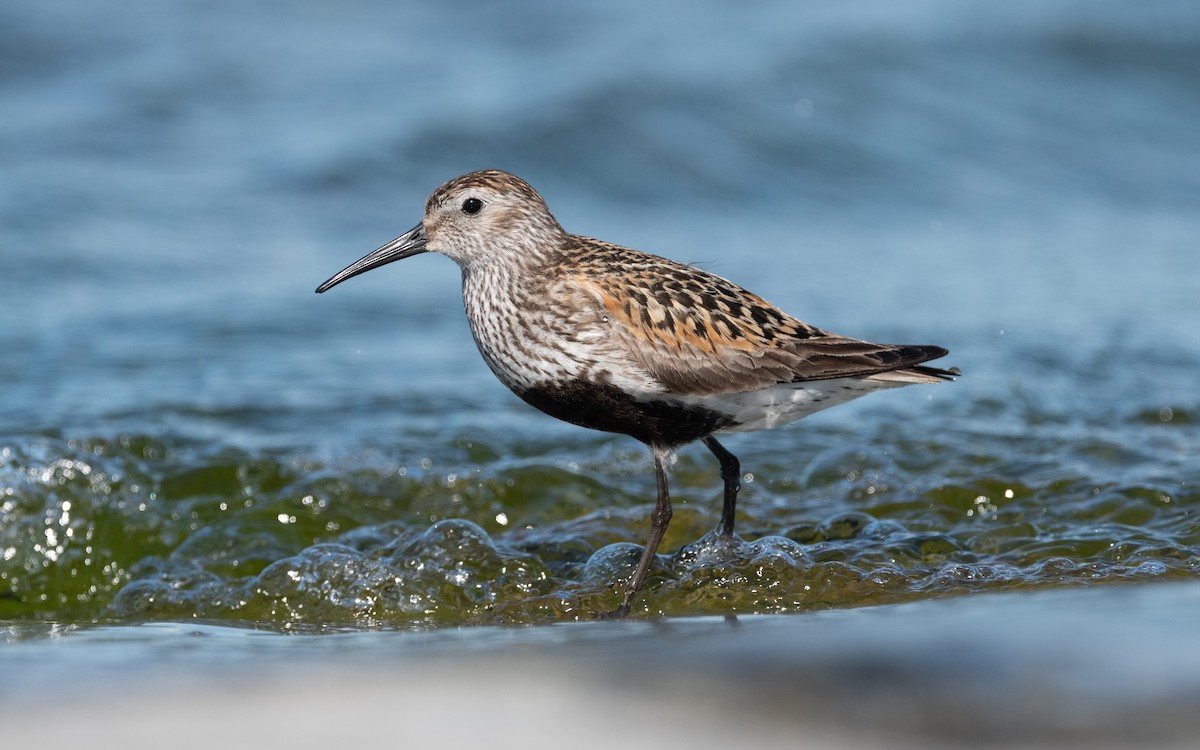 Dunlin - ML614197088