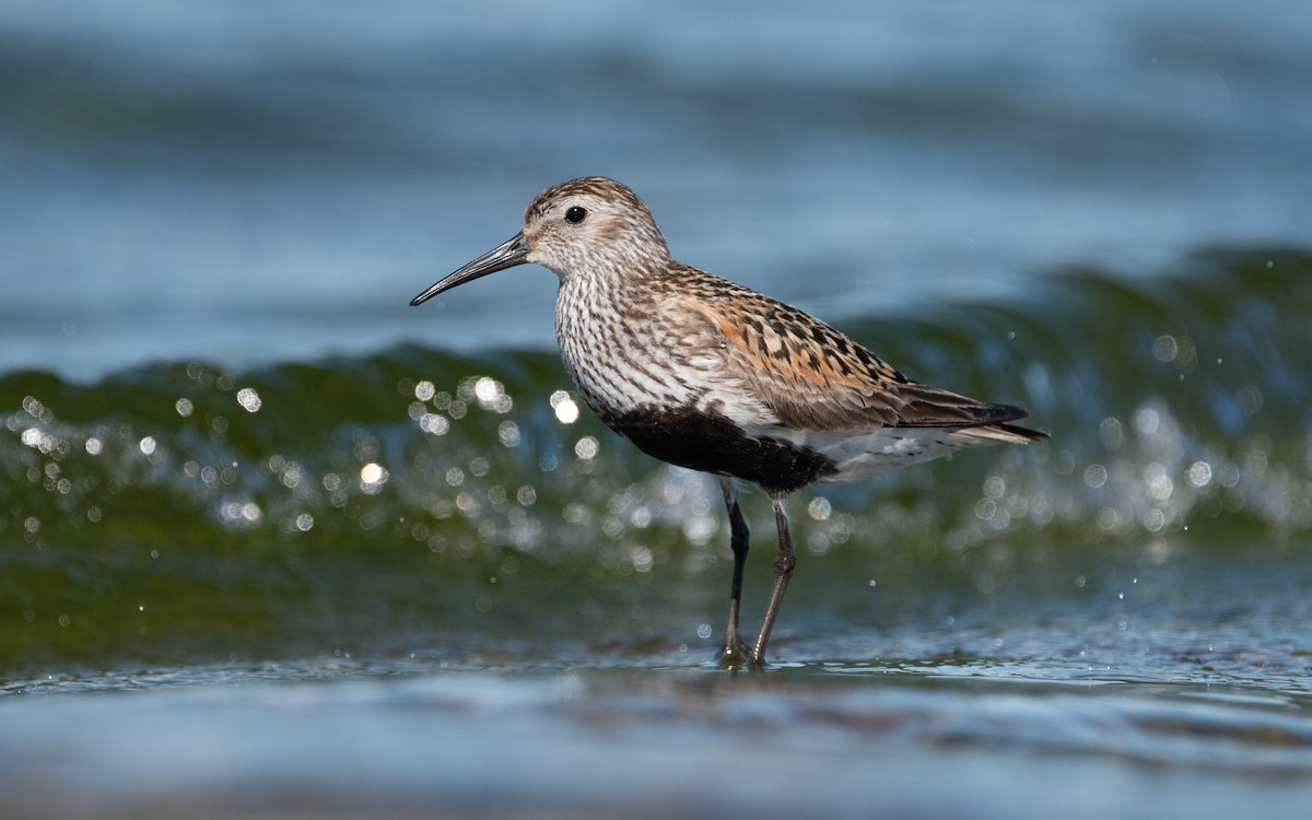 Dunlin - ML614197089