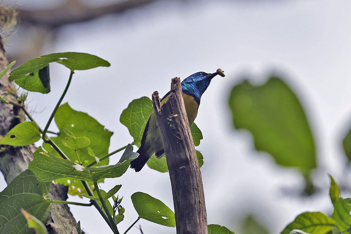 Collared Sunbird - ML614197116