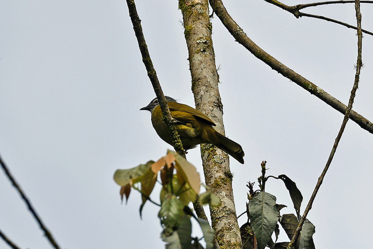 Archer's Robin-Chat - ML614197132