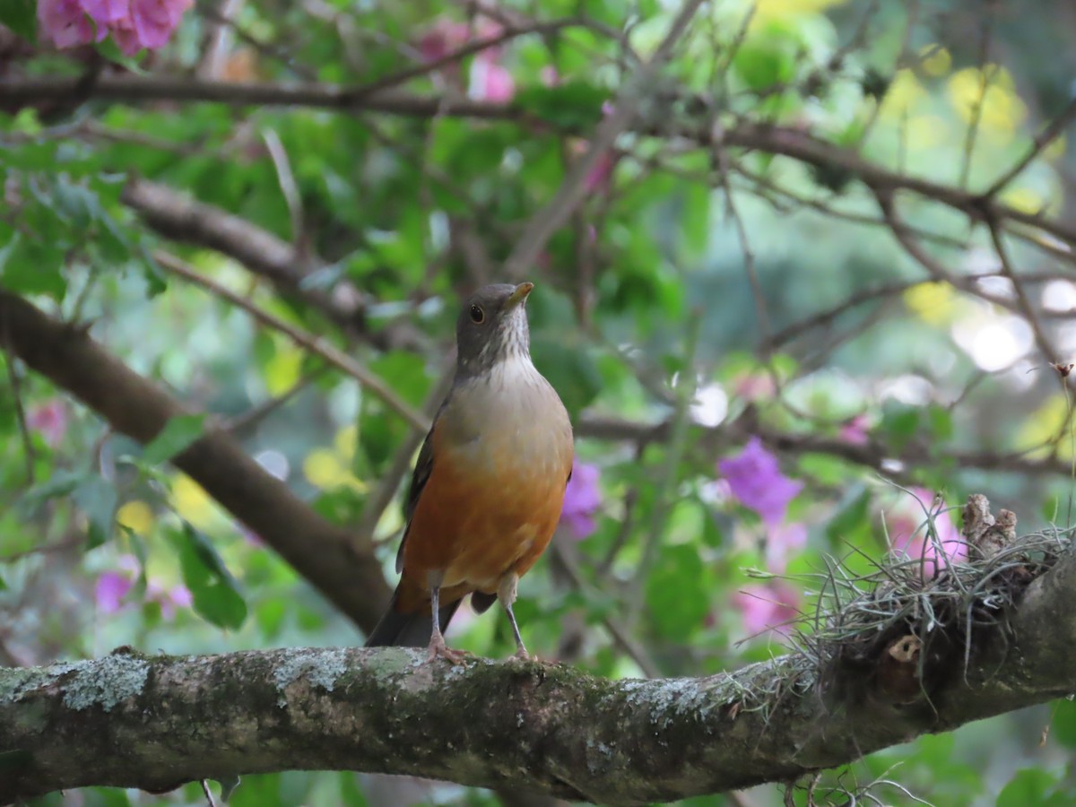 Rufous-bellied Thrush - ML614197296