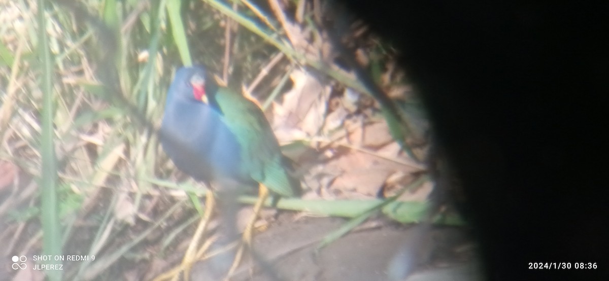 Purple Gallinule - ML614197298