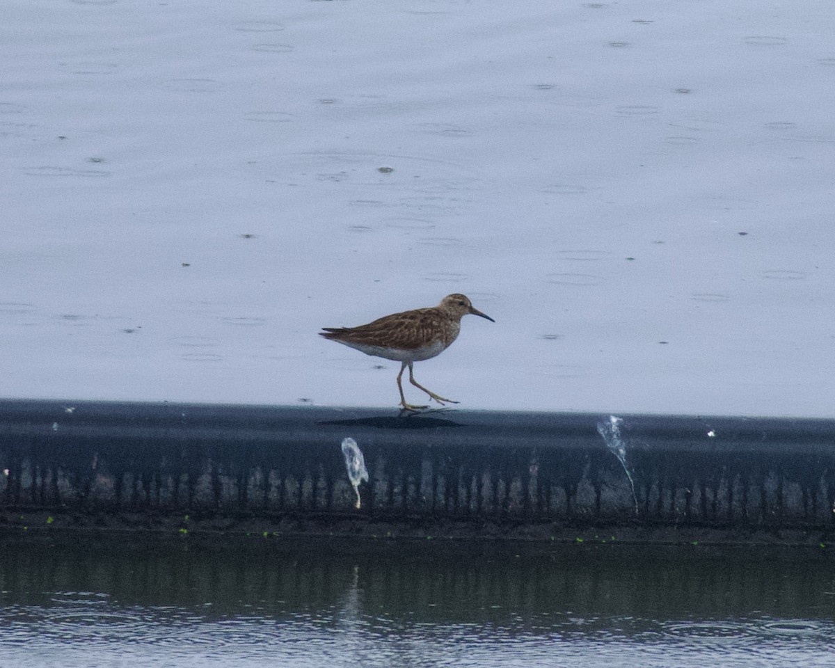 Pectoral Sandpiper - ML614197299