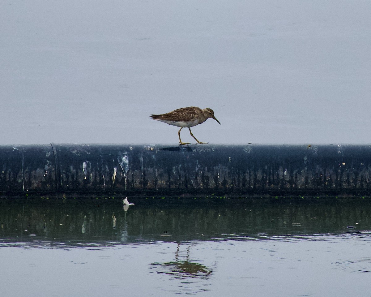 Pectoral Sandpiper - Alexander McDonell