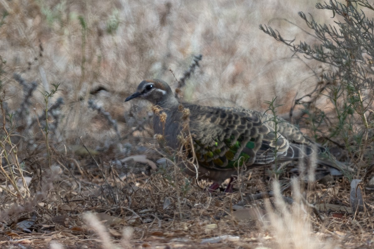 Common Bronzewing - ML614197318