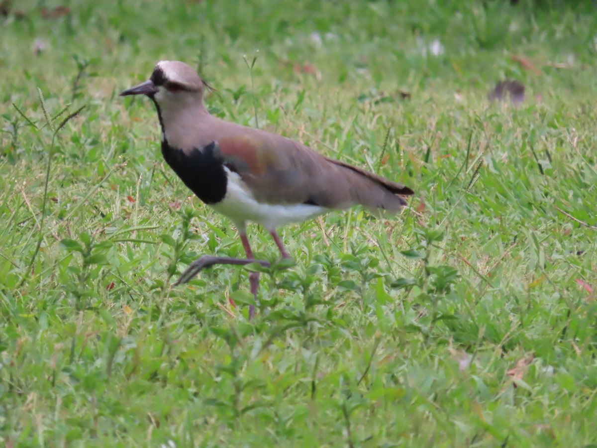 Southern Lapwing - ML614197370