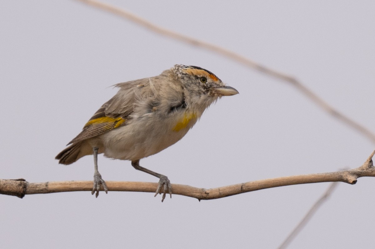 Red-browed Pardalote - Ross Bartholomew