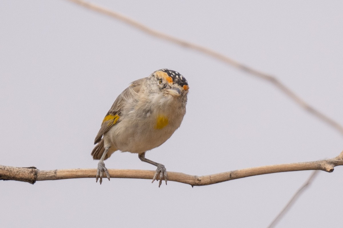 Red-browed Pardalote - Ross Bartholomew