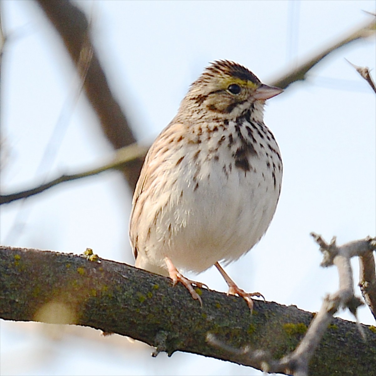 Savannah Sparrow - ML614197504