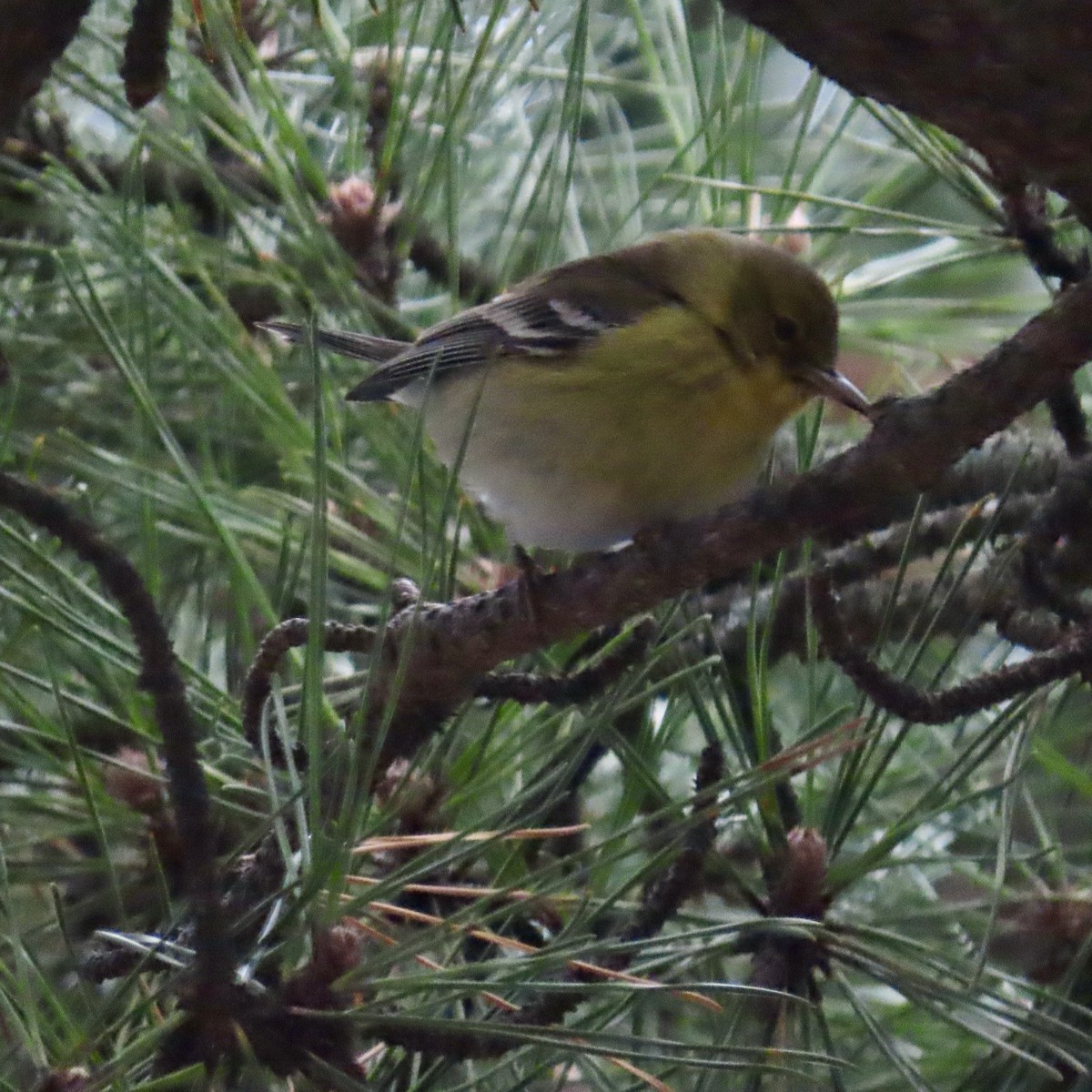 Pine Warbler - ML614197509