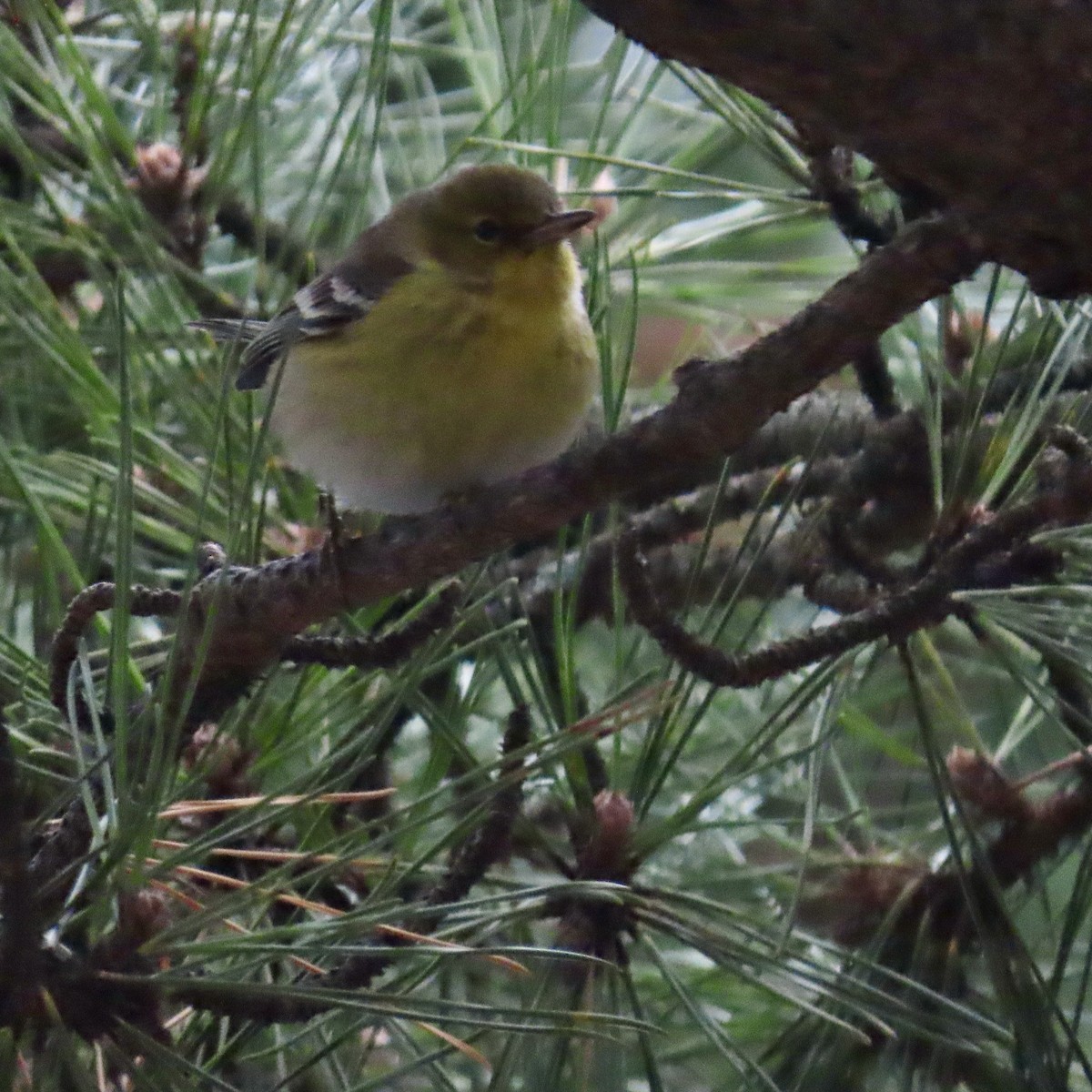 Pine Warbler - ML614197510