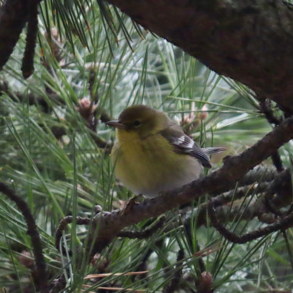 Pine Warbler - ML614197511