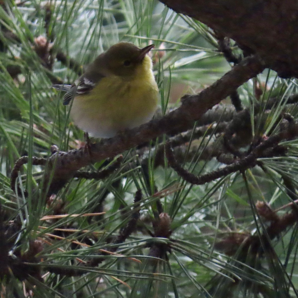 Pine Warbler - ML614197512