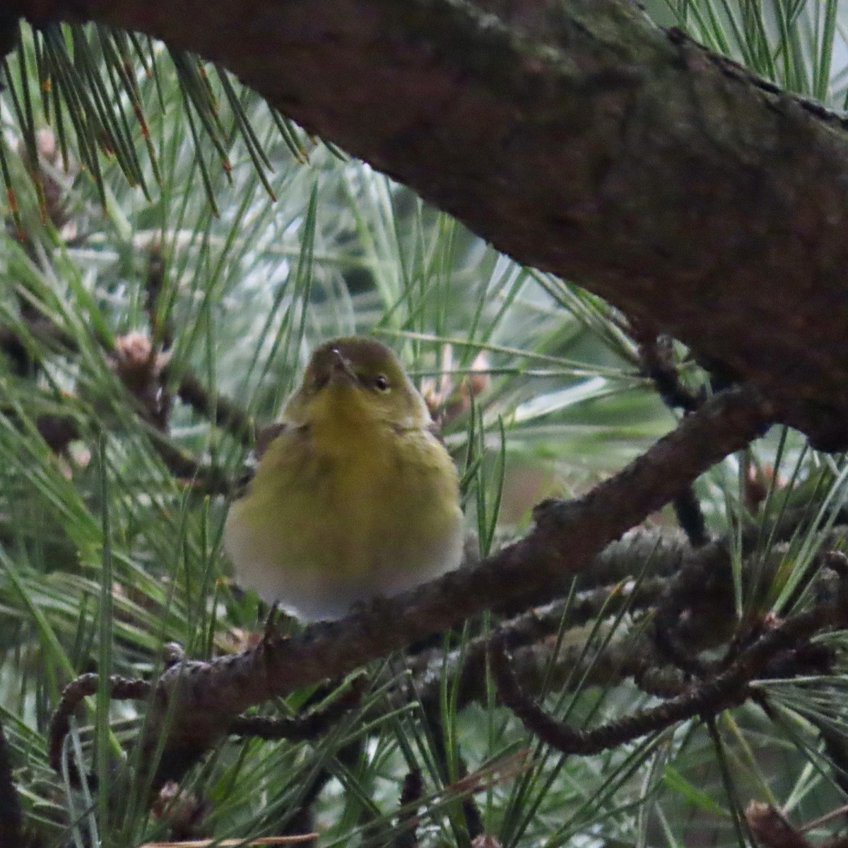 Pine Warbler - ML614197513