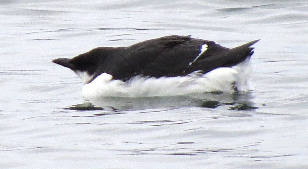 Thick-billed Murre - ML614197517