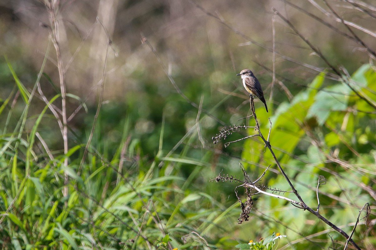 Vermilion Flycatcher - ML614197522