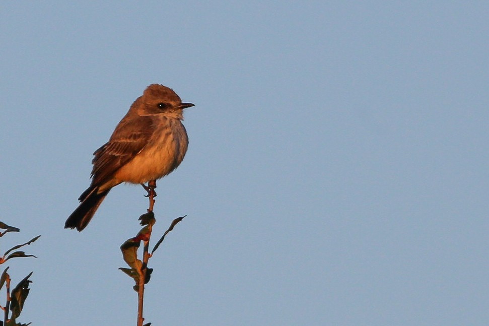 Vermilion Flycatcher - ML614197523