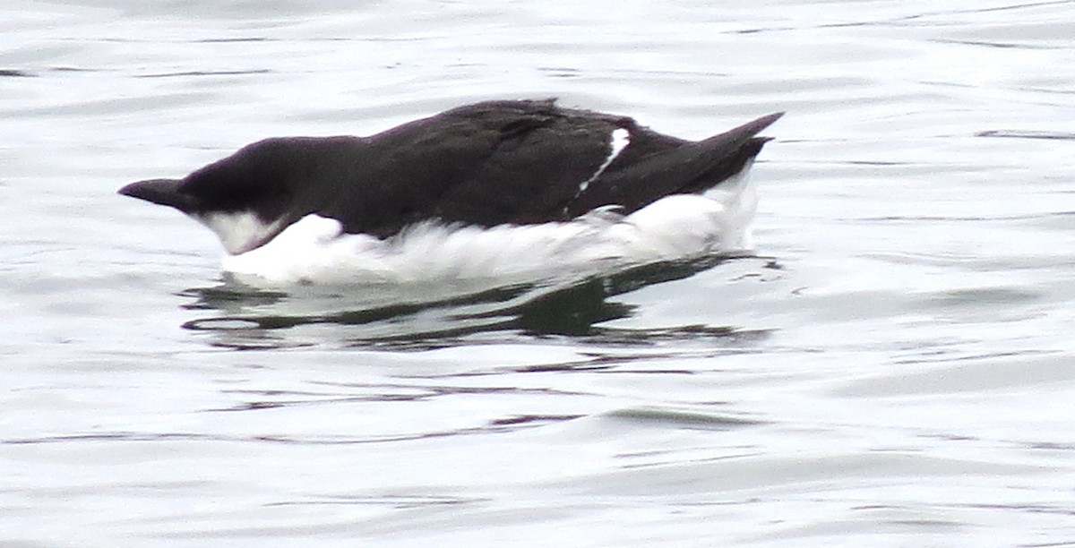 Thick-billed Murre - James Hirtle