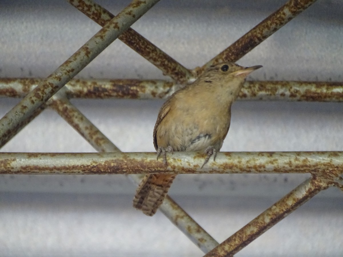 House Wren - Mirian Del Río