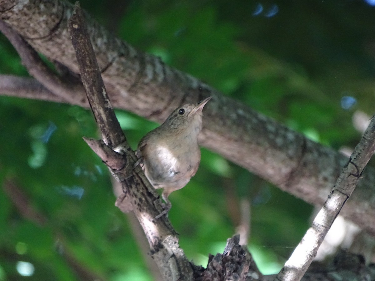 House Wren - ML614197533