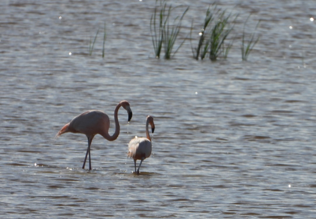 rødflamingo - ML614197534
