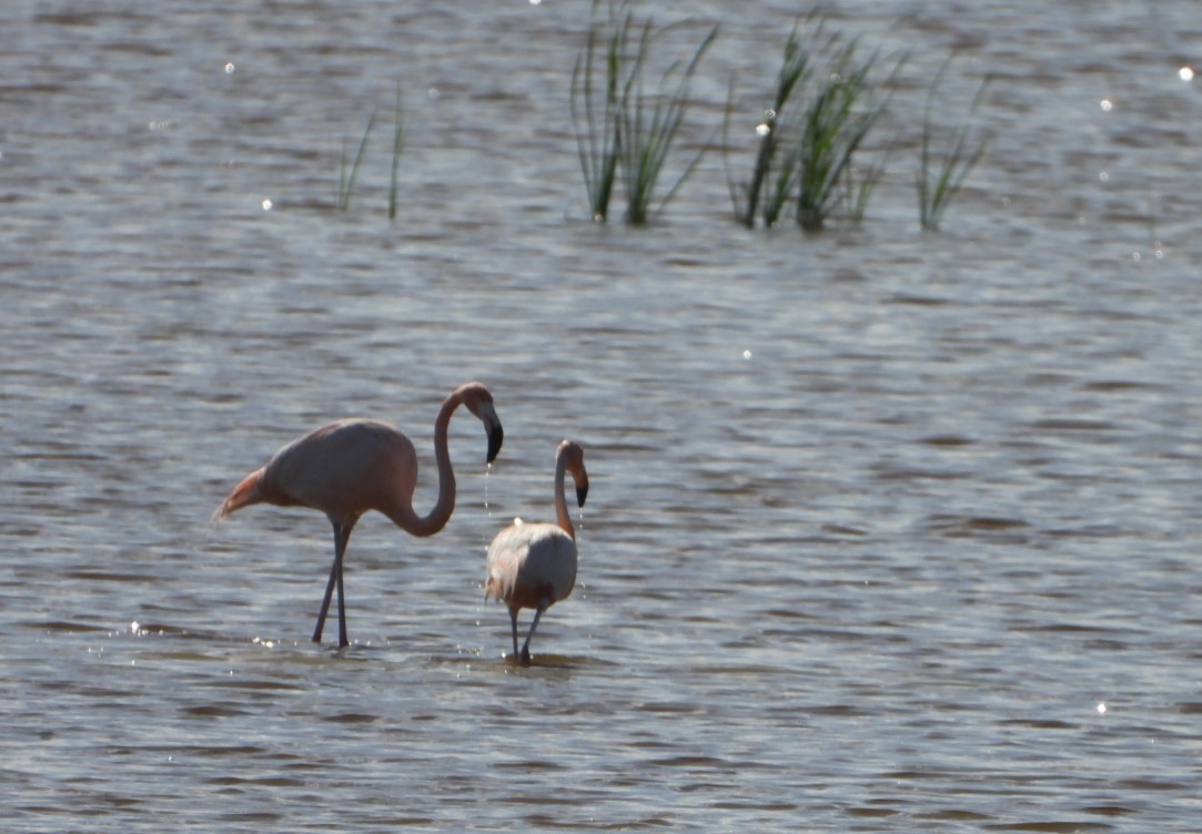 American Flamingo - Richard Guthrie