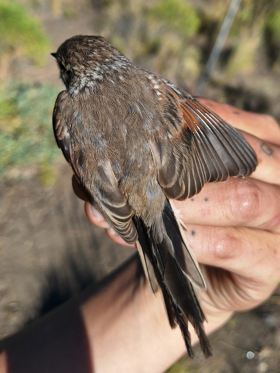 Plain-mantled Tit-Spinetail (pallida) - ML614197538