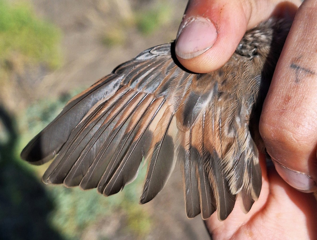 Plain-mantled Tit-Spinetail (pallida) - ML614197539