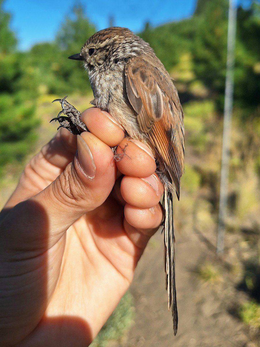 Plain-mantled Tit-Spinetail (pallida) - Simón Pla García