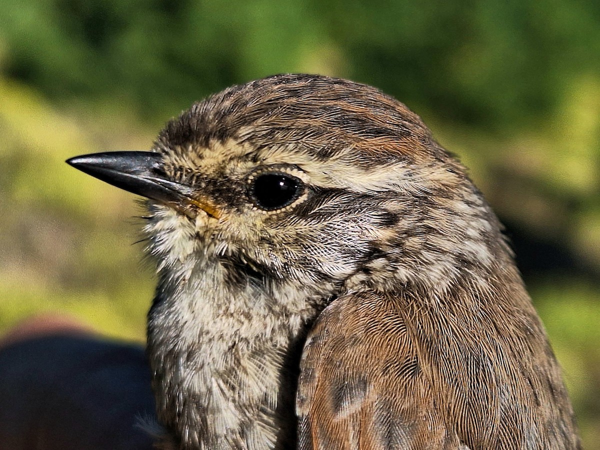 Plain-mantled Tit-Spinetail (pallida) - ML614197541