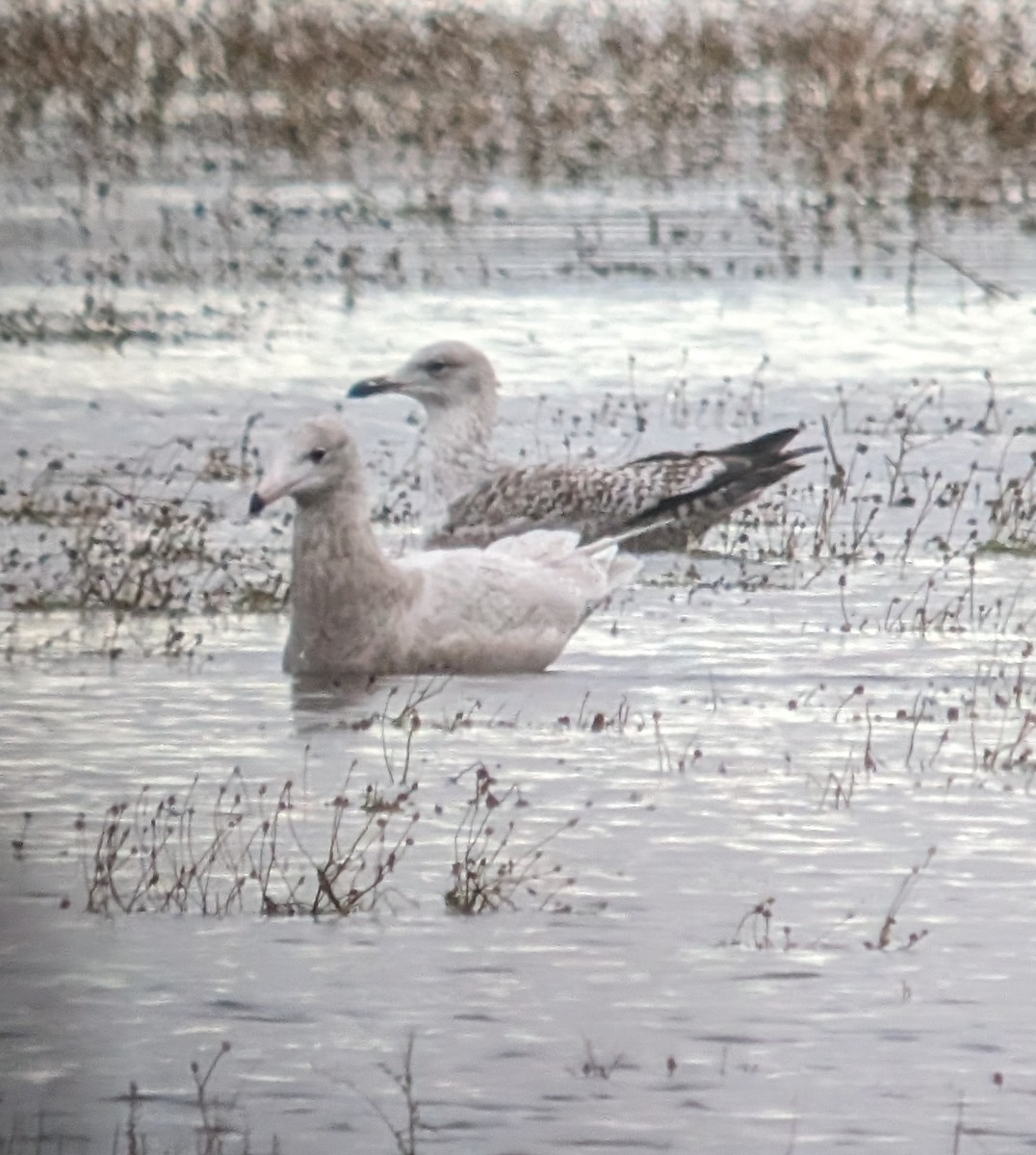 Glaucous Gull - Brendan Doe