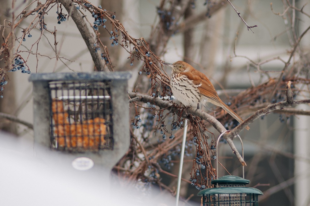 Brown Thrasher - ML614197584