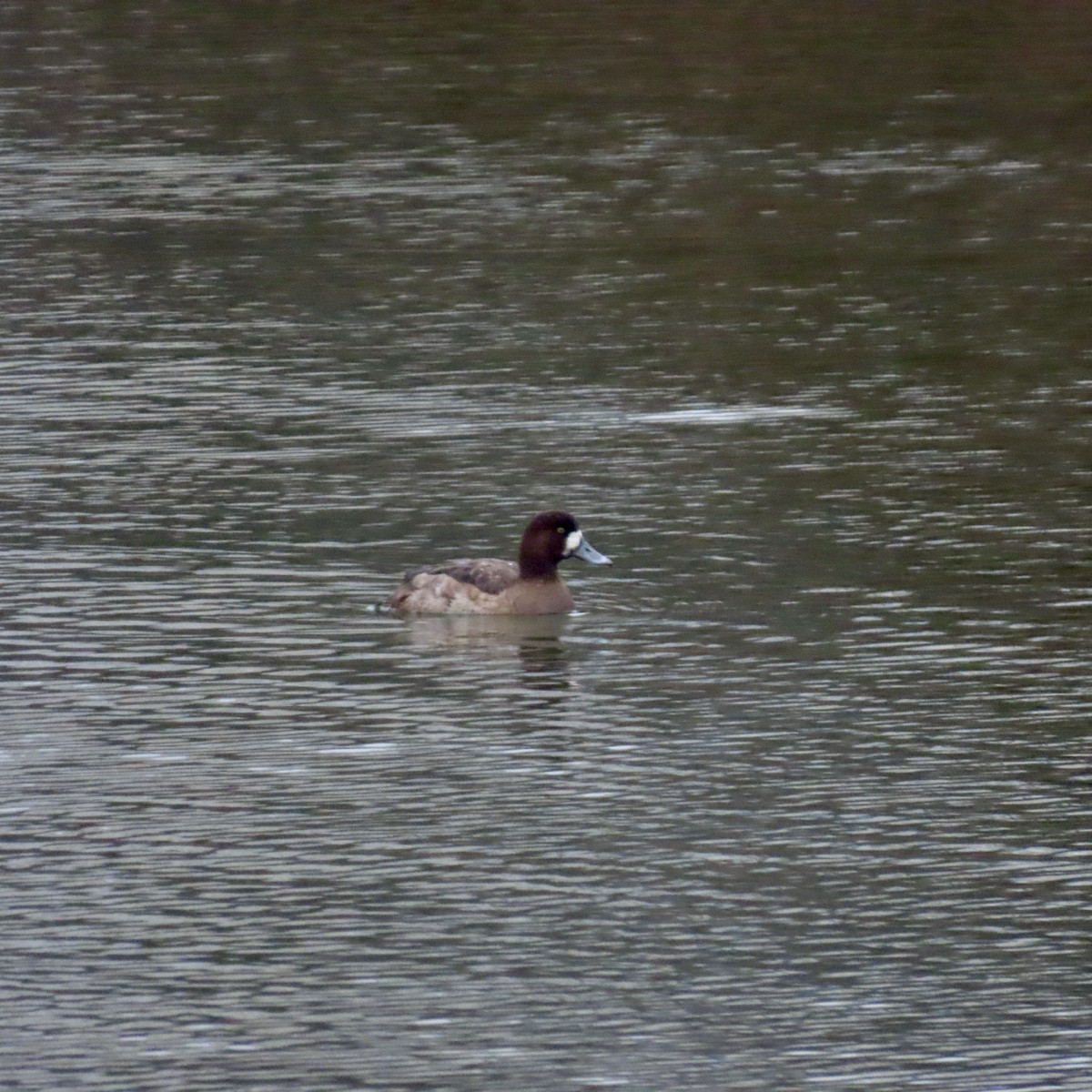 Greater Scaup - ML614197609